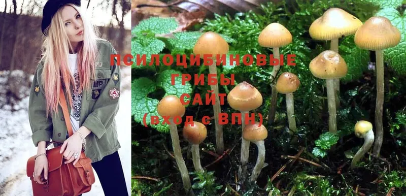 Псилоцибиновые грибы Psilocybe  omg ссылки  Камень-на-Оби 