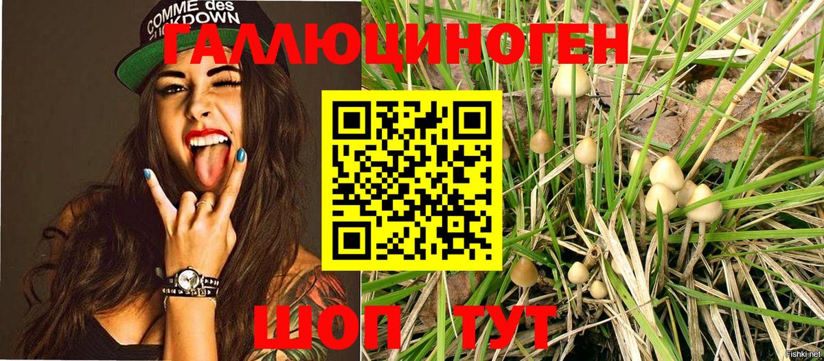 Галлюциногенные грибы прущие грибы  Камень-на-Оби 